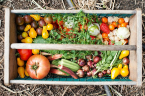 Dobies Discount Code: Seeds, Plants & Garden Savings