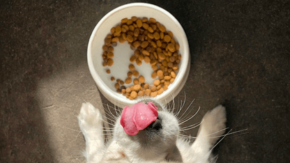 AATU Dog and Cat Food