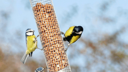 Happy Beaks