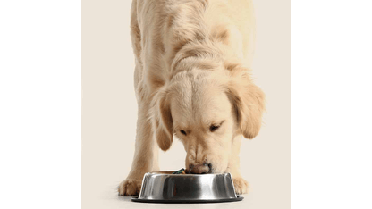 Petplanet