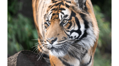 Zoological Society of London - London Zoo