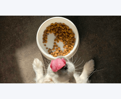 AATU Dog and Cat Food