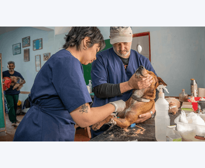 Bob Martin VetCare