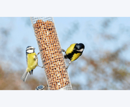 Happy Beaks