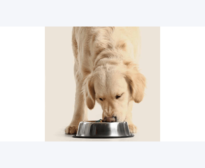 Petplanet