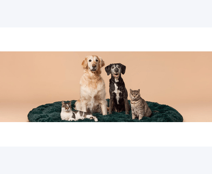 Pets at Home