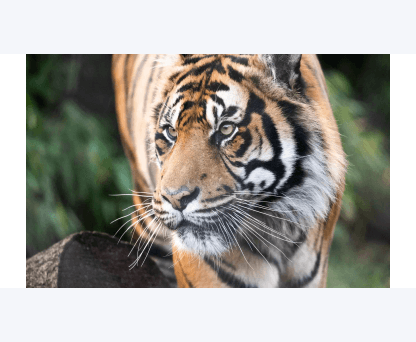 Zoological Society of London - London Zoo